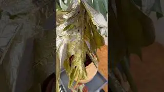 Monstera leaf winter damage #monstera #monsteraplant #plants #damage #shorts