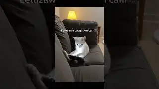 Letuzawa Mobile Legends real cat video                           #funny #mlbb #gusion #mobilelegends