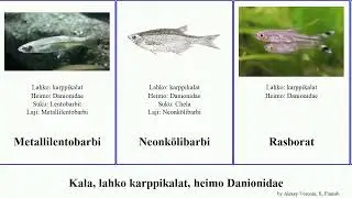 Kala, lahko karppikalat, heimo Danionidae fish tenella Devario Fuse Cypriniformes French anomalus