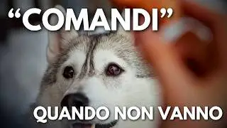 Perché il tuo cane non risponde ai comandi