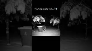 Dire Wolf Caught on Backyard Security Camera
