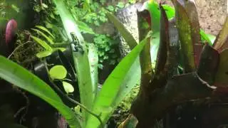 Ranitomeya Variabilis Southern calling