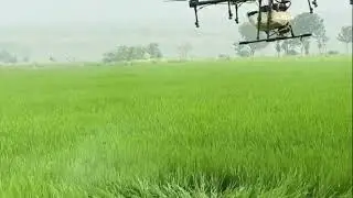 చెన్నూరు వరికి మందు స్ప్రే 7036878340 