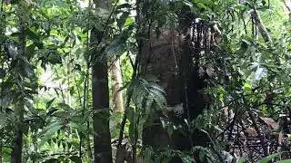 The Sounds of Corcovado Surcos Tours