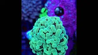 #korallen #coralreef #euphyllia #hammercoral