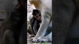 Lovely baby takes it easy when mom blocks her playing. #monkey #jane #life #monkeyaround #monkeybaby