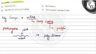 The mRNA of prokaryotes is (1) Polycistronic (2) Monocistronic (3) ...