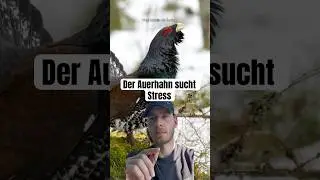 Der Auerhahn #tierfakten #tiere #vogel #tierdoku #natur #auerhahn
