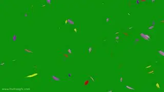 Colourful feathers falling green screen video, birds feather falling