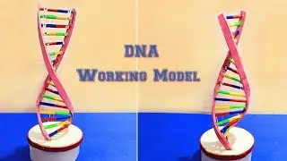 DNA model project | DNA working model science project | How to make 3d DNA model