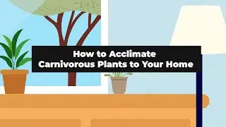 How to Acclimate Carnivorous Plants to Your Home