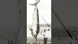 When A Texan Angler Caught The Largest Black Marlin In History