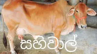 සහිවාල් ගව වරිගය(@ALAgriculturalScience)