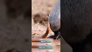 Musang Madu Vs Ular #hewan #animals #trending