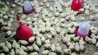 Poultry Birds Day-4 || rater bela charidike chota chuti korche || poultry chicks brooding video 2025