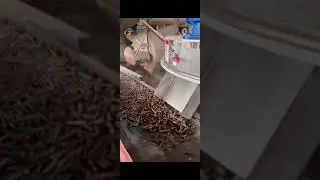 132kw XGJ560 Wood Dust Pellet Making Machine #132kwpelletmachine #2twoodpelletmaking #XGJ560biofuel