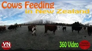 Cows in New Zealand Feeding: A 360&deg; VR Video
