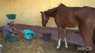 Freedom Fields Horse Rescue