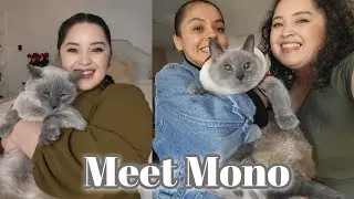 I adopted a 14 year old cat!
