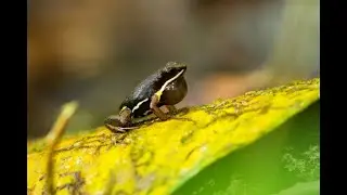 Brilliant-Thighed Poison Frog (Allobates femoralis) daily business