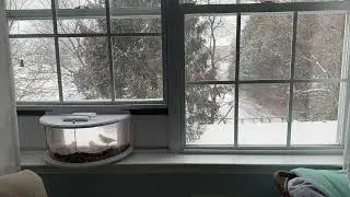 Live from the bird room! Snowy morning here in NJ&hellip;100 days out from our next Haven Aqua cruise 🚢 
