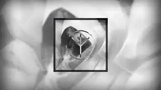Blackbird - White Noise