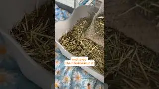 Litter Training Your Guinea Pig