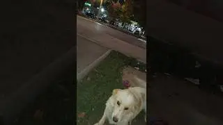 I couldn't find my dog ​​Bella, I saw her at the bus stop. Part 1. #top #dog #dog #dogs#dogshorts...