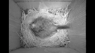 Live birdbox