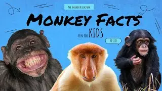 Learn about monkeys | For KIDS🐵