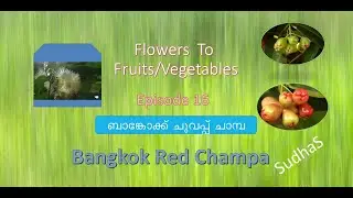 Bangkok Red Champa