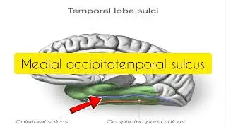 Temporal lobe - Sulci & Gyri | TAMIL | LLAP