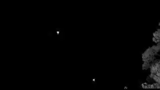 Field video of Mexcian free-tailed bats attacking insects