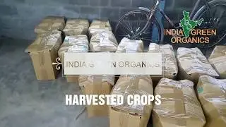Poly House Farming | Cultivation | Harvesting | India Green Organics