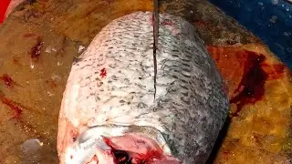 🔴Live Fresh River Fish Cutting Live | Natural Cutting Sounds