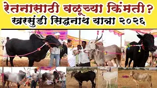 खरसुंडी सिद्धनाथ यात्रा 2026 | जातिवंत वळूंची किंमत किती? Kharsundi Bail Bajar | Sanchit TV News