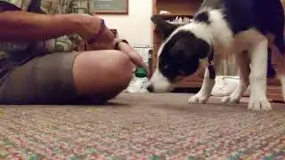 Trained Final Response, Ry, 15 Weeks