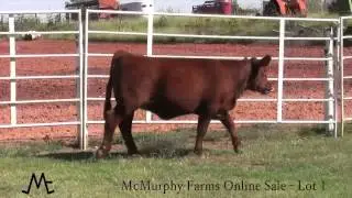 Lot 1 - McMurphy Farms 2013 Online Heifer Sale