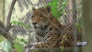 Erie Zoo announces passing of beloved jaguar, Caax