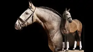**SOLD** Gentil - Amazing Piro Free Lusitano Stallion
