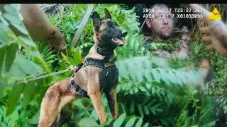 When a K9 Unit Dog Tracks Down a Fugitive Hiding Deep in Swamp Jungle &mdash; Full Police Footage Released
