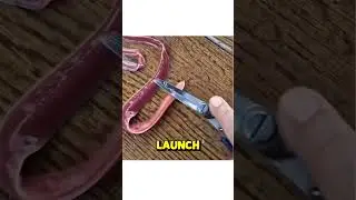 Что произойдет, если прикоснуться к ленточному червю? 🎀