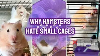 Why Hamsters Hate Small Cages! - Unsafe Pet Products in Pet Stores ⚠️🐹😳