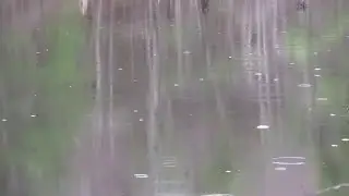 Mellow Raindrops on a Pond & Vernal Pools in Spring