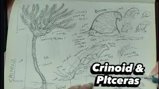 Crinoid & Platyceras  Study pencil art
