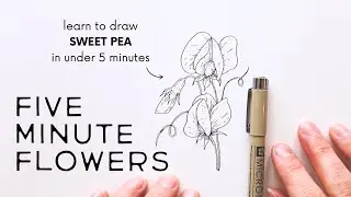 Five Minute Flowers: SWEET PEA ✿ How to draw flowers quickly with ink!