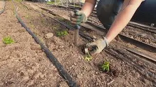Planting Butterfly Ranunculus