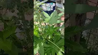 Green Stems and Foliage of a Plant 🌿 #GreenPlant #NatureCloseUp #Botanical #GardenVibes #outdoors
