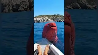 Would You Stay Calm If THIS Surfaced? 😬🛥️ #MorayEel