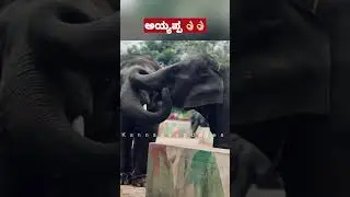 ದುಬಾರೆ ಅಯ್ಯಪ್ಪ ಆನೆ ನೋಡಿ ಸೂಪರ್ ಇದ್ದಾನೆ | Dubare ayyappaelephant #newlatest #kannadaupdates #coorg